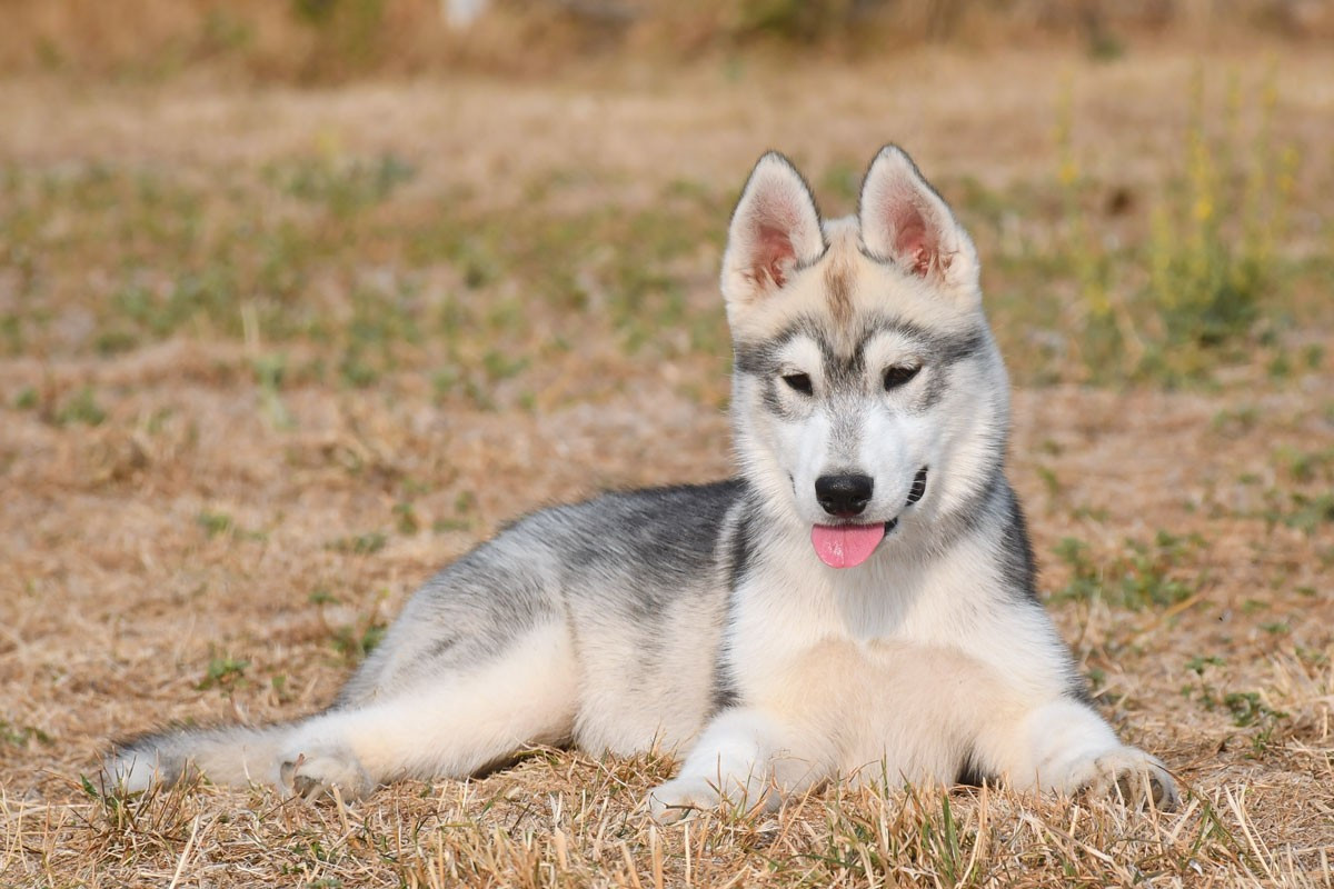 de la source du Montet - Chiots disponibles - Siberian Husky