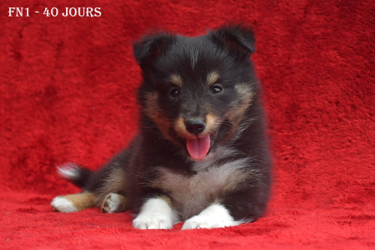 de la source du Montet - Chiots disponibles - Shetland Sheepdog