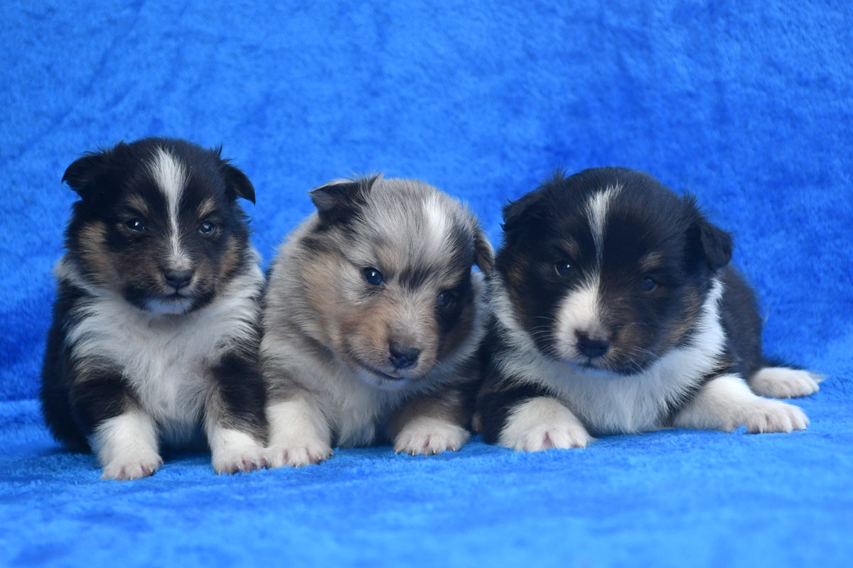 Chiot Shetland Sheepdog de la source du Montet