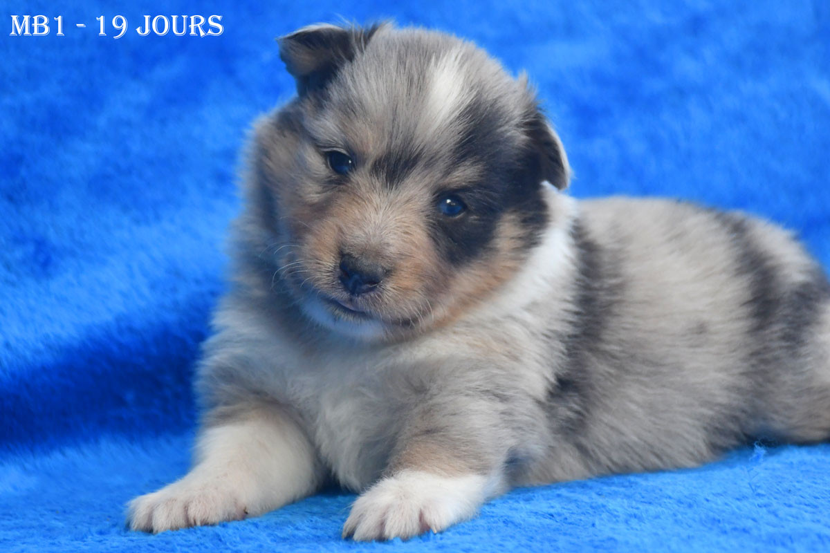de la source du Montet - Chiots disponibles - Shetland Sheepdog