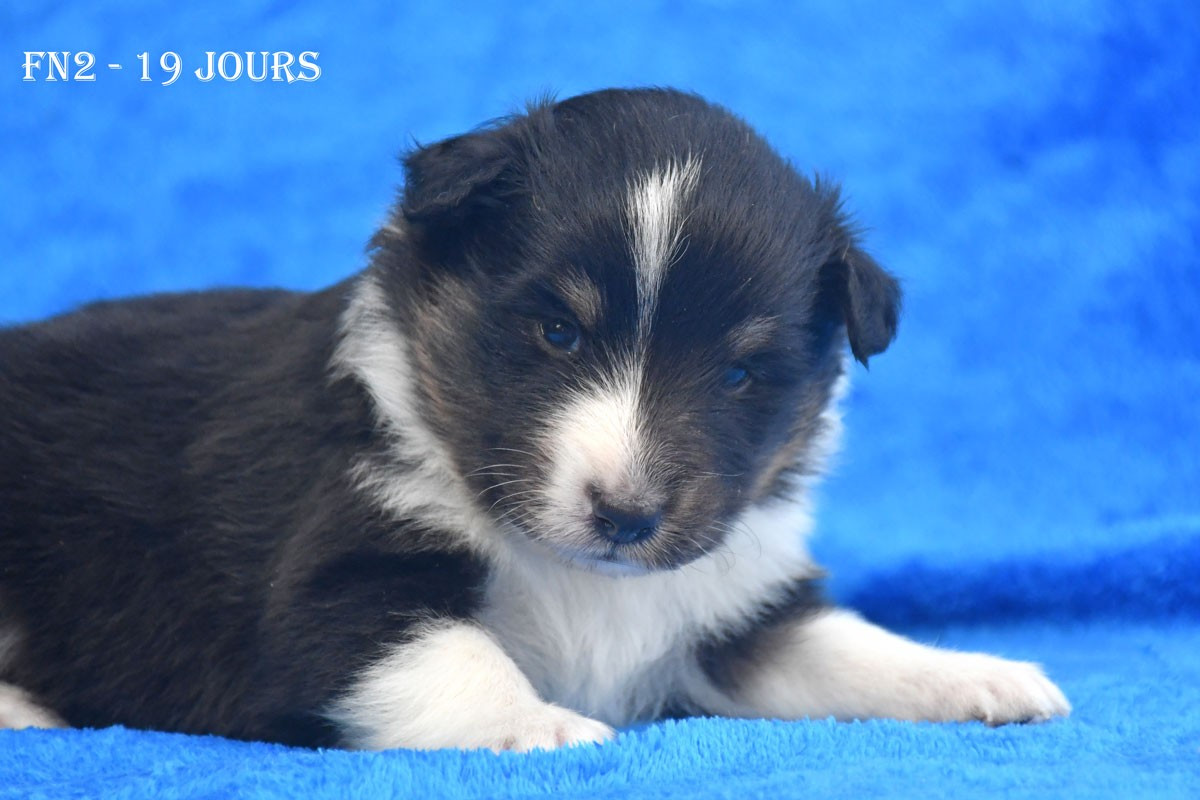 de la source du Montet - Chiots disponibles - Shetland Sheepdog