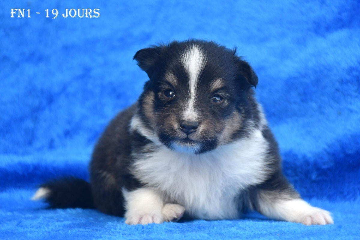 de la source du Montet - Chiots disponibles - Shetland Sheepdog