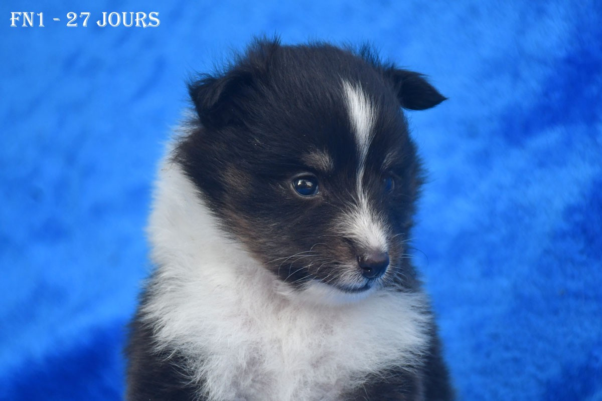 de la source du Montet - Chiots disponibles - Shetland Sheepdog