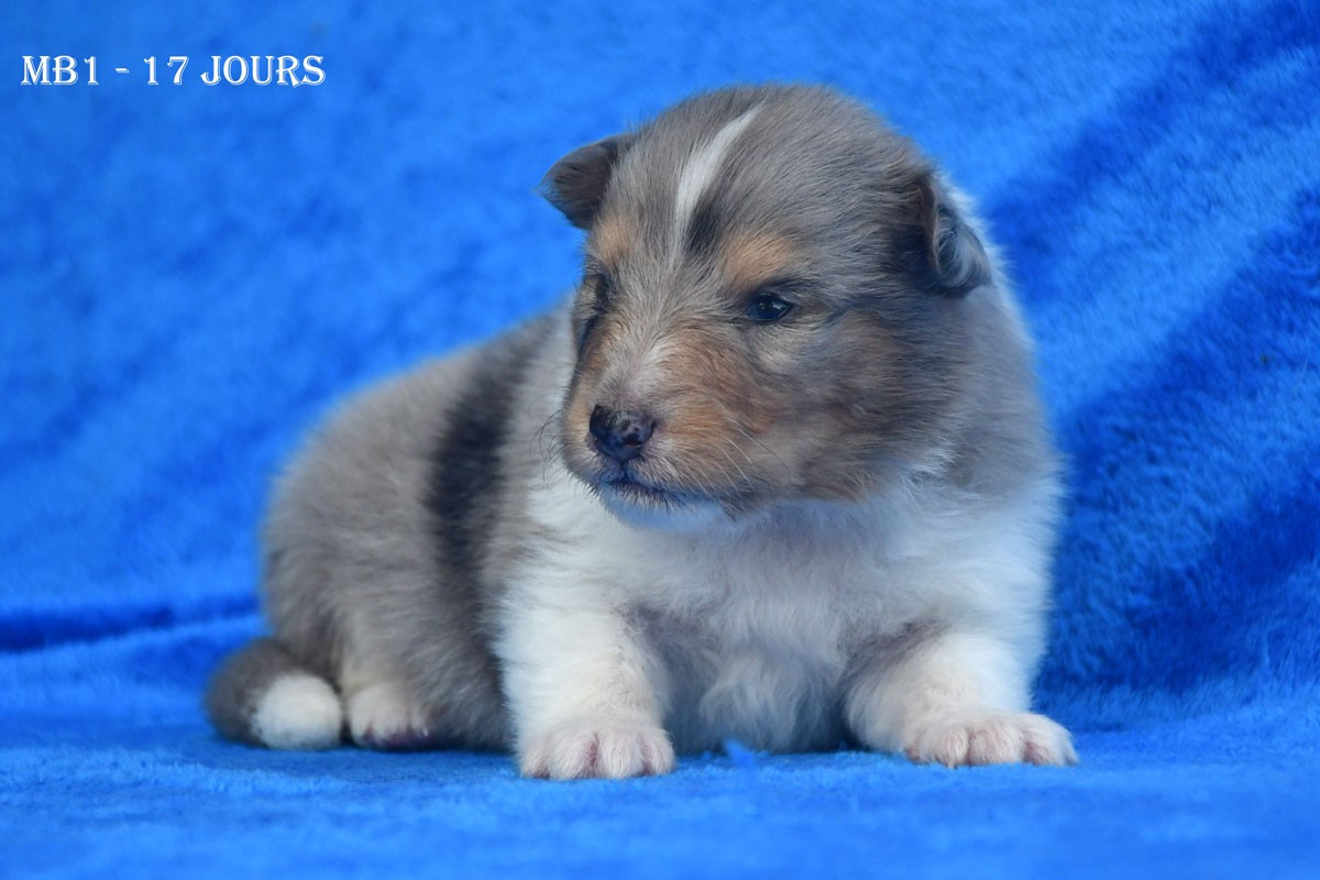 de la source du Montet - Chiots disponibles - Shetland Sheepdog