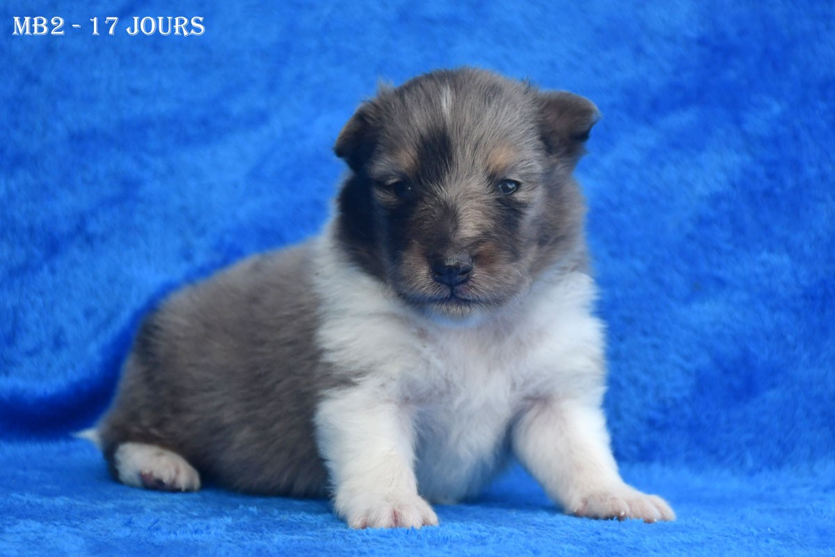 de la source du Montet - Chiots disponibles - Shetland Sheepdog