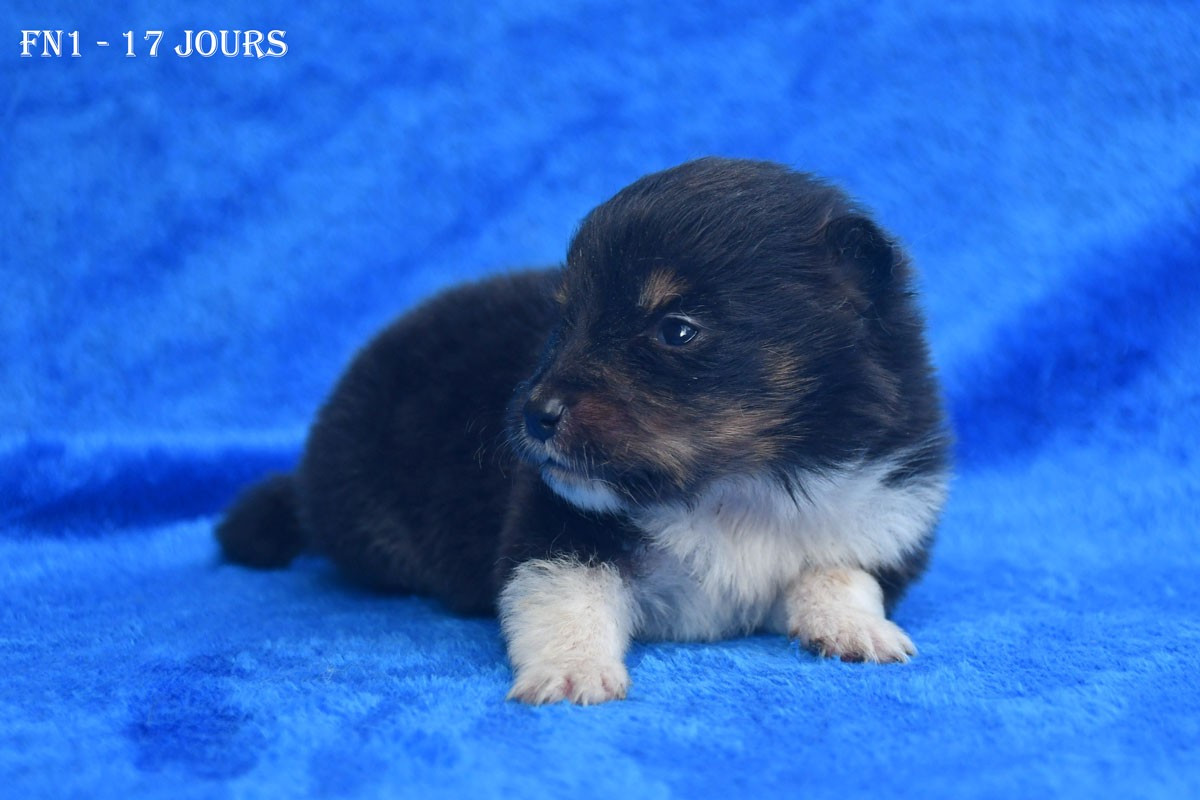 de la source du Montet - Chiots disponibles - Shetland Sheepdog