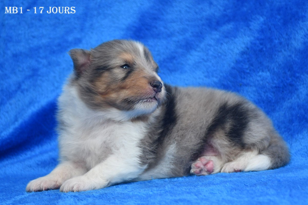 Chiot Shetland Sheepdog de la source du Montet
