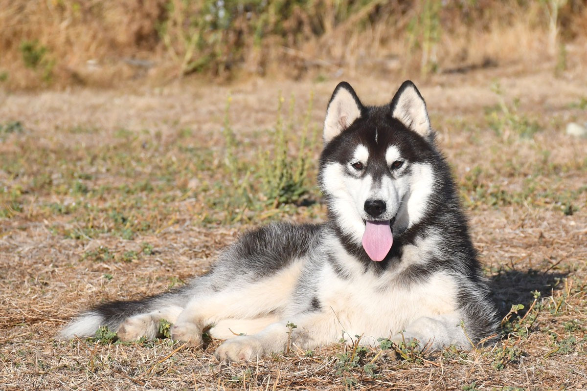 de la source du Montet - Chiots disponibles - Siberian Husky
