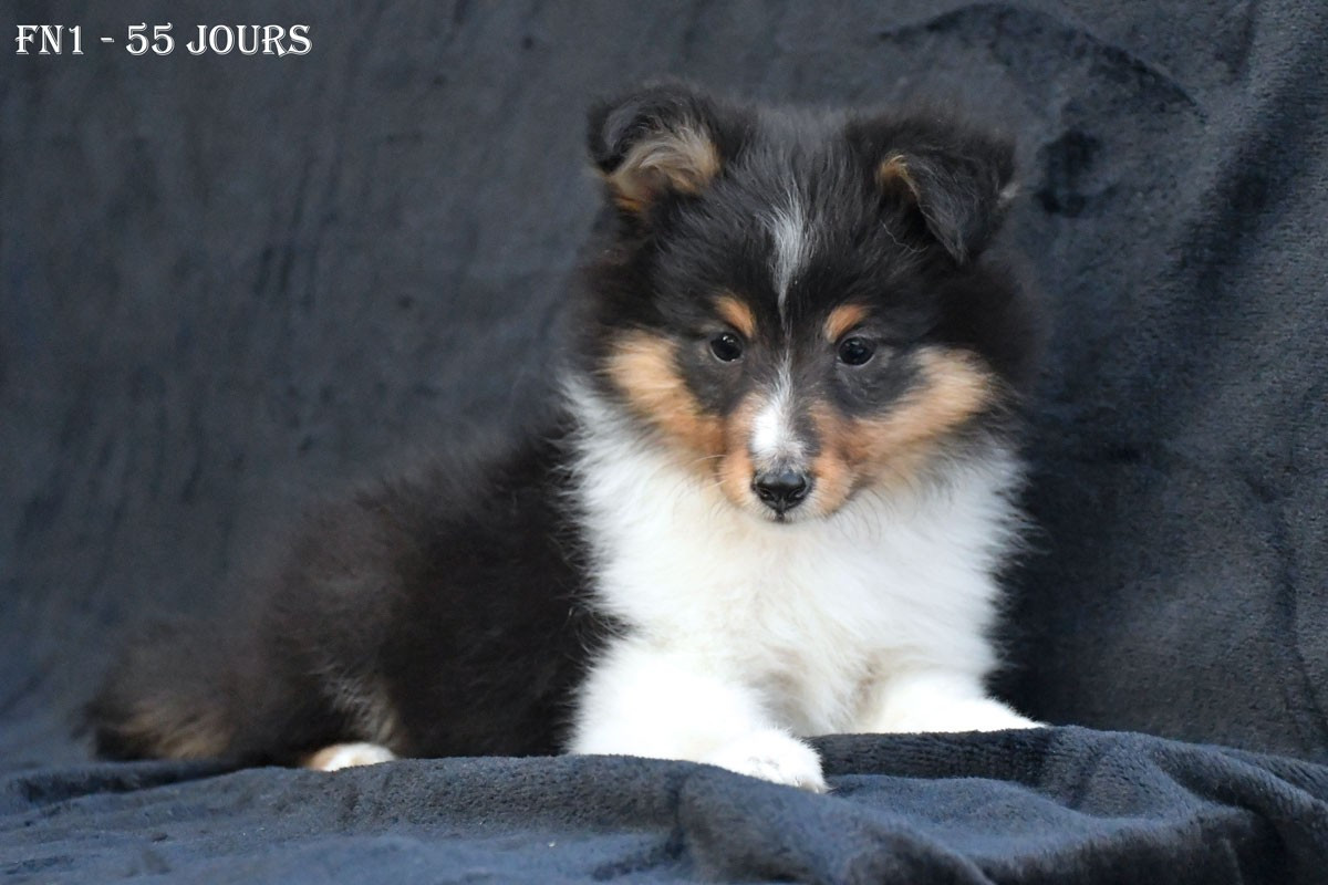 de la source du Montet - Chiots disponibles - Shetland Sheepdog