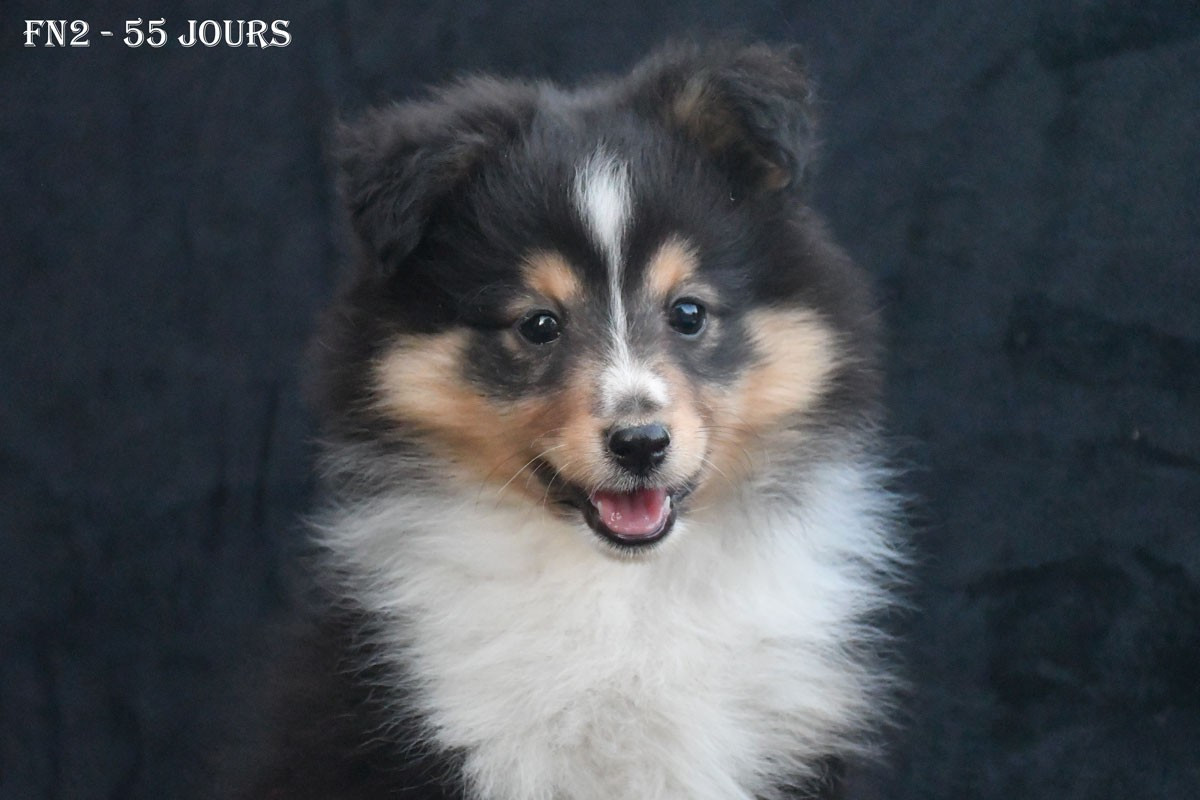de la source du Montet - Chiots disponibles - Shetland Sheepdog