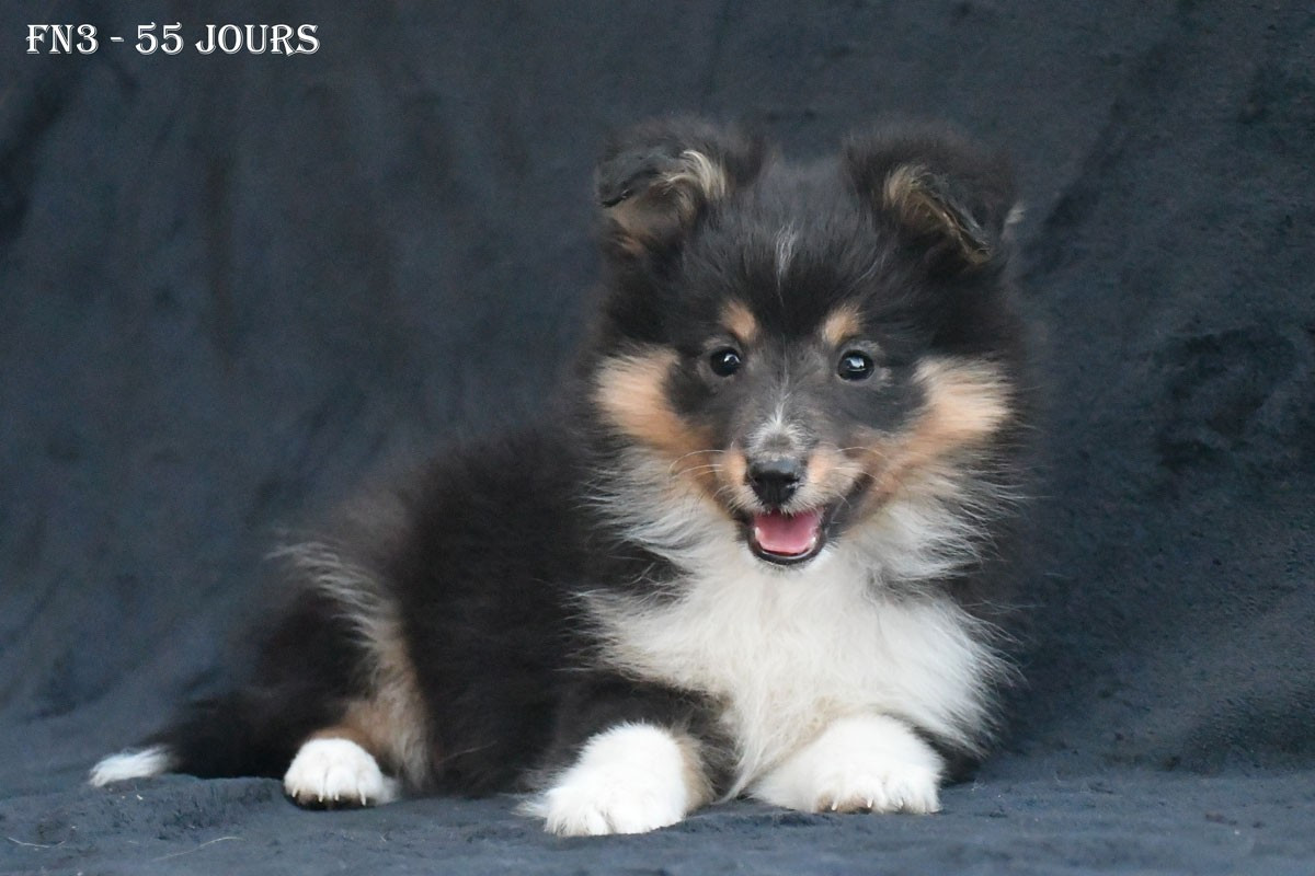 de la source du Montet - Chiots disponibles - Shetland Sheepdog