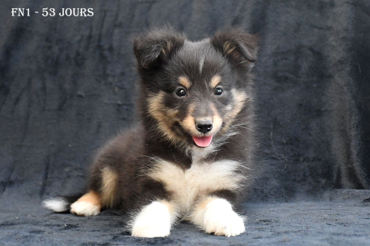 de la source du Montet - Chiots disponibles - Shetland Sheepdog