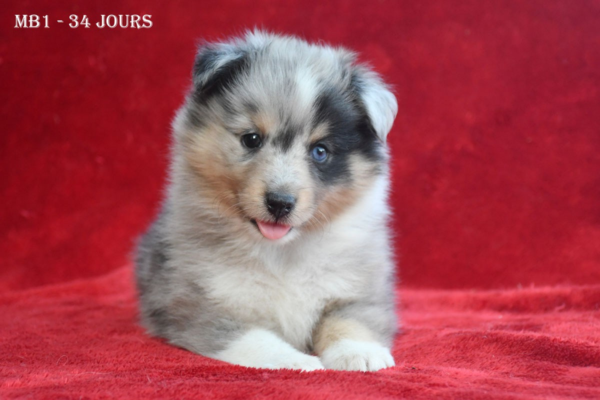 de la source du Montet - Chiots disponibles - Shetland Sheepdog