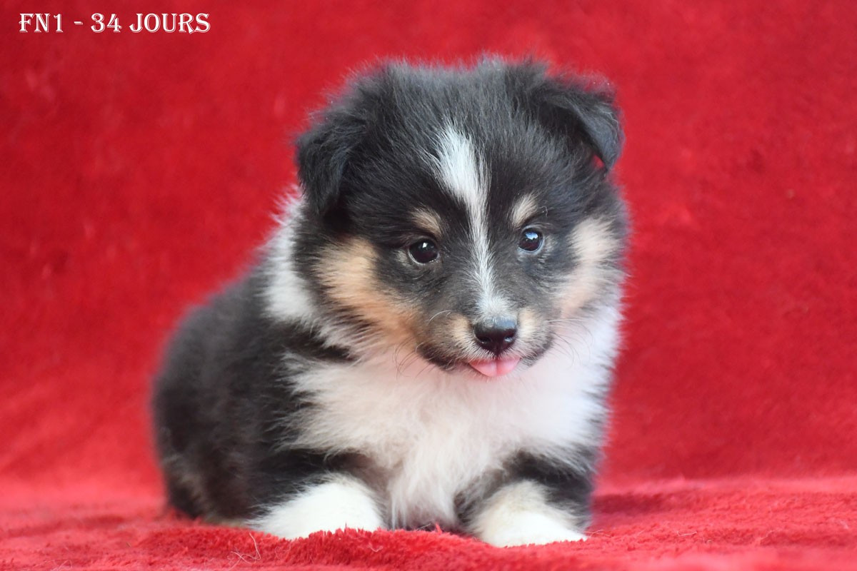 de la source du Montet - Chiots disponibles - Shetland Sheepdog