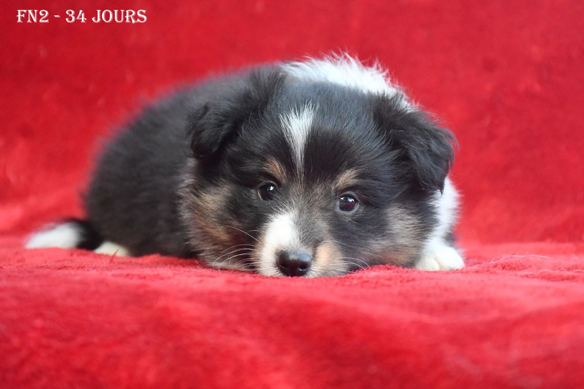 de la source du Montet - Chiots disponibles - Shetland Sheepdog