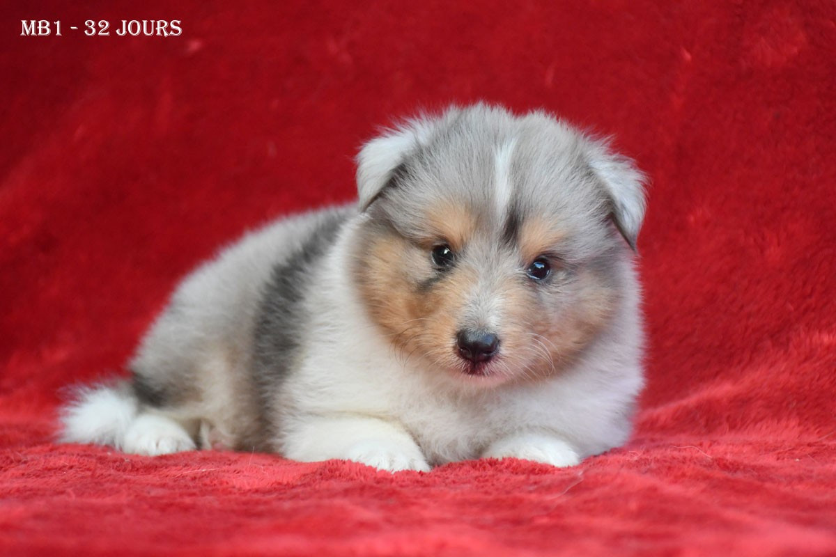 de la source du Montet - Chiots disponibles - Shetland Sheepdog