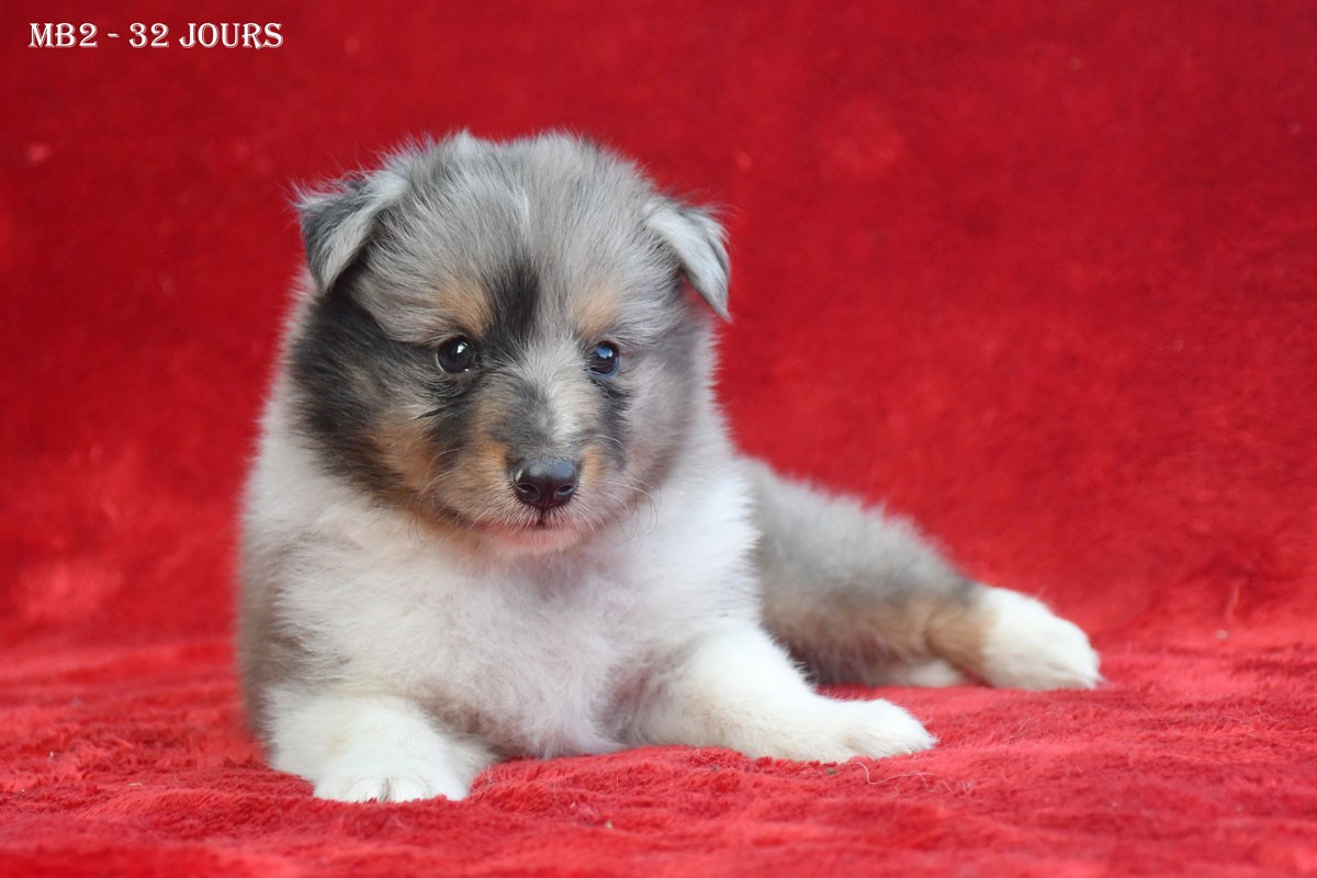 de la source du Montet - Chiots disponibles - Shetland Sheepdog