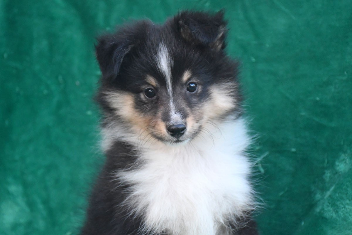 de la source du Montet - Chiots disponibles - Shetland Sheepdog