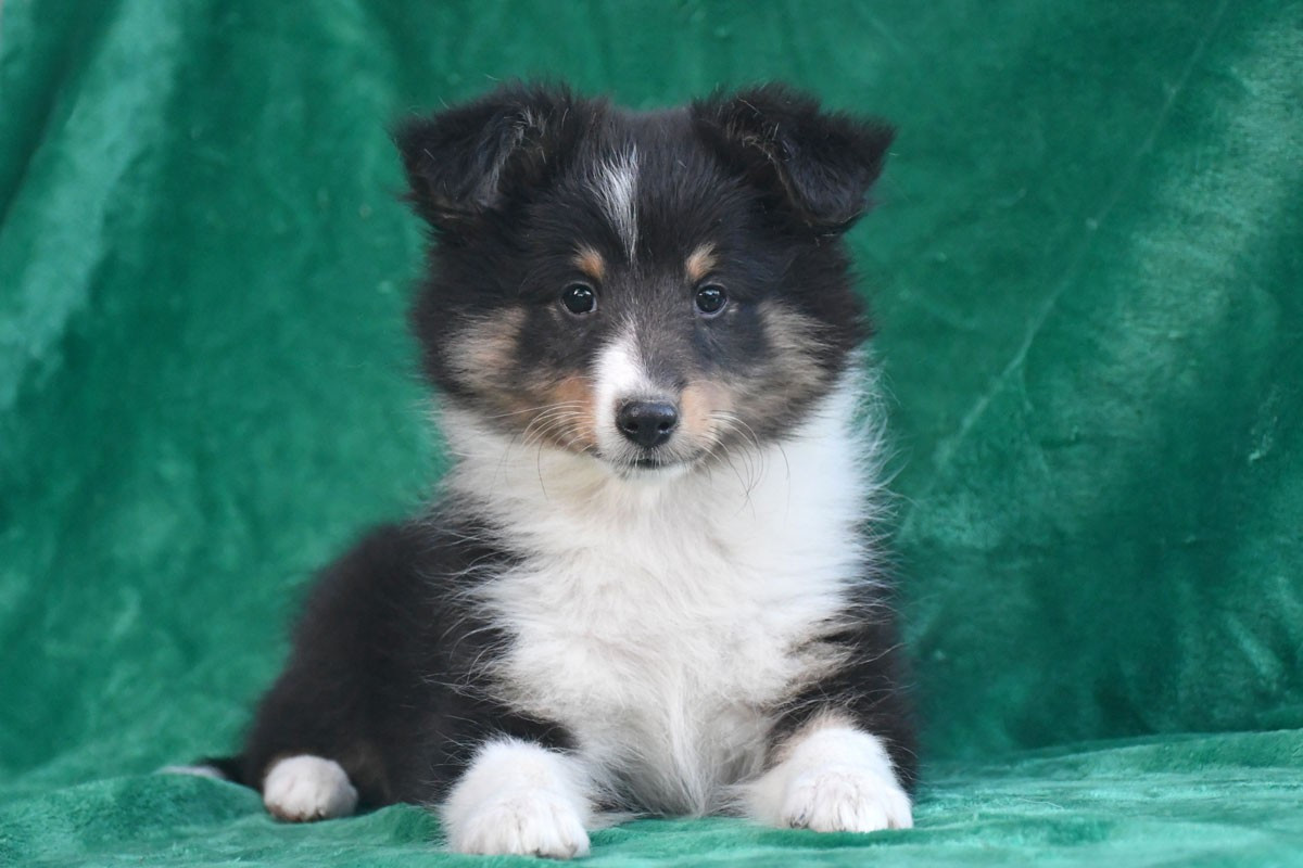 de la source du Montet - Chiots disponibles - Shetland Sheepdog
