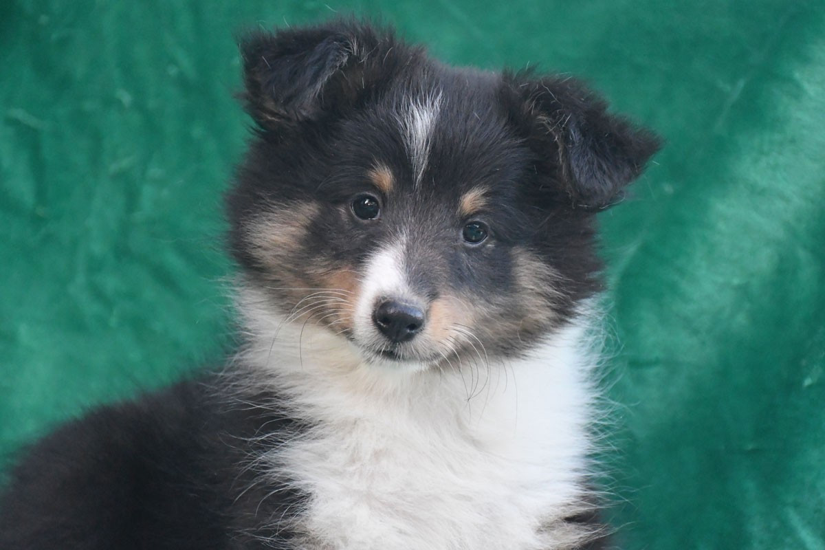 Chiot Shetland Sheepdog de la source du Montet