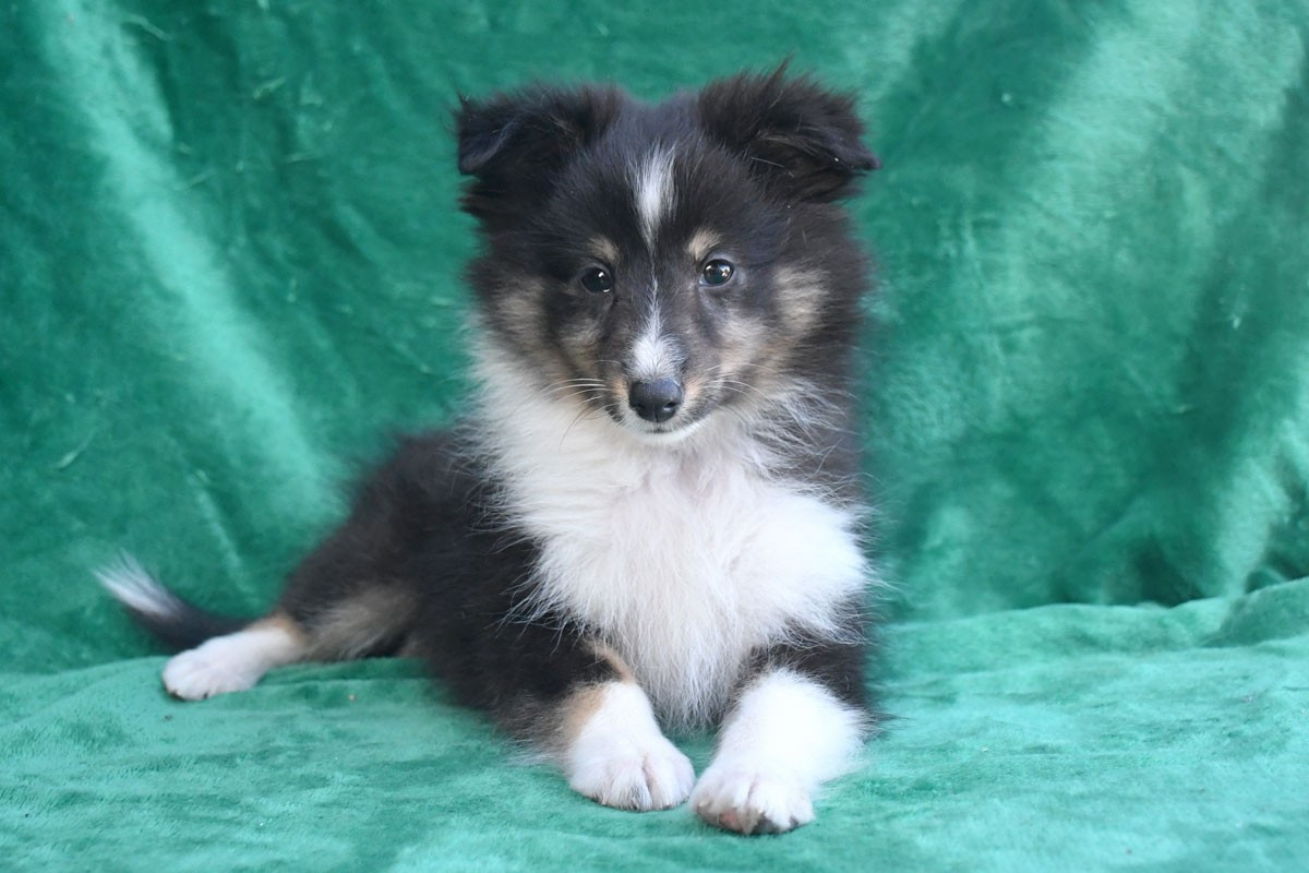 de la source du Montet - Chiots disponibles - Shetland Sheepdog