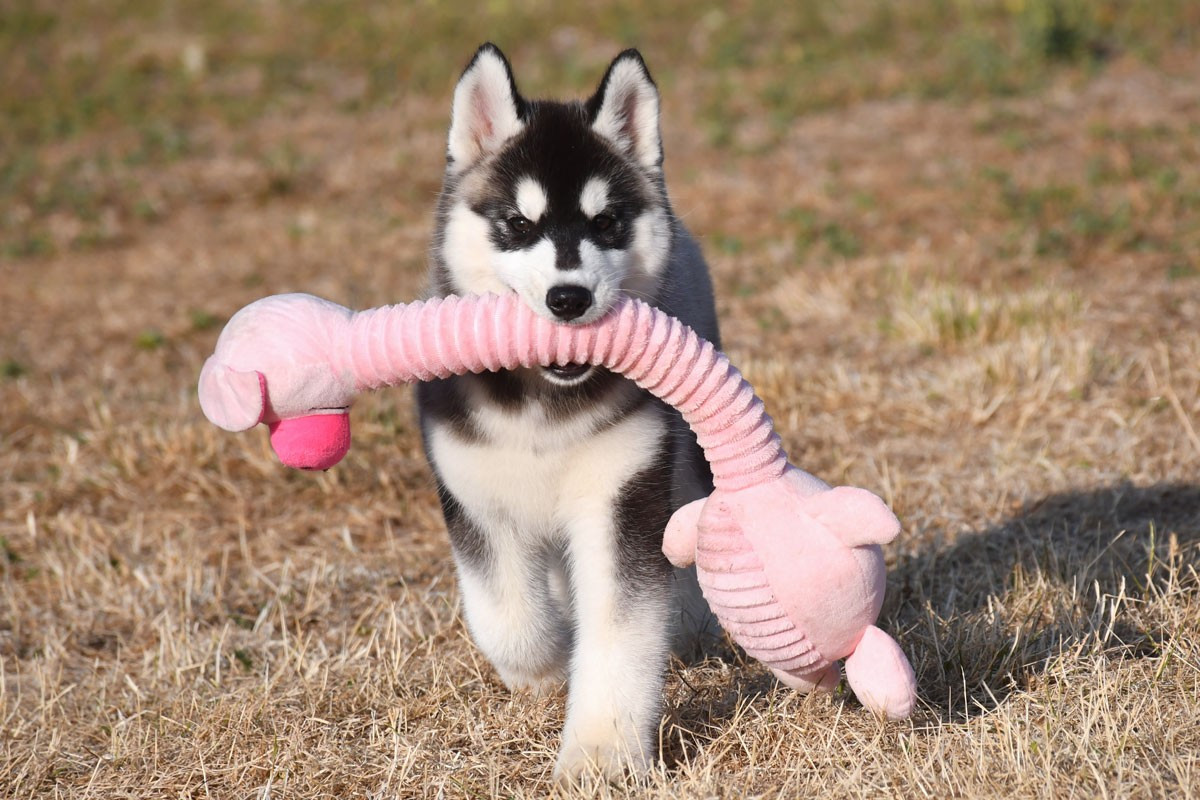de la source du Montet - Chiots disponibles - Siberian Husky