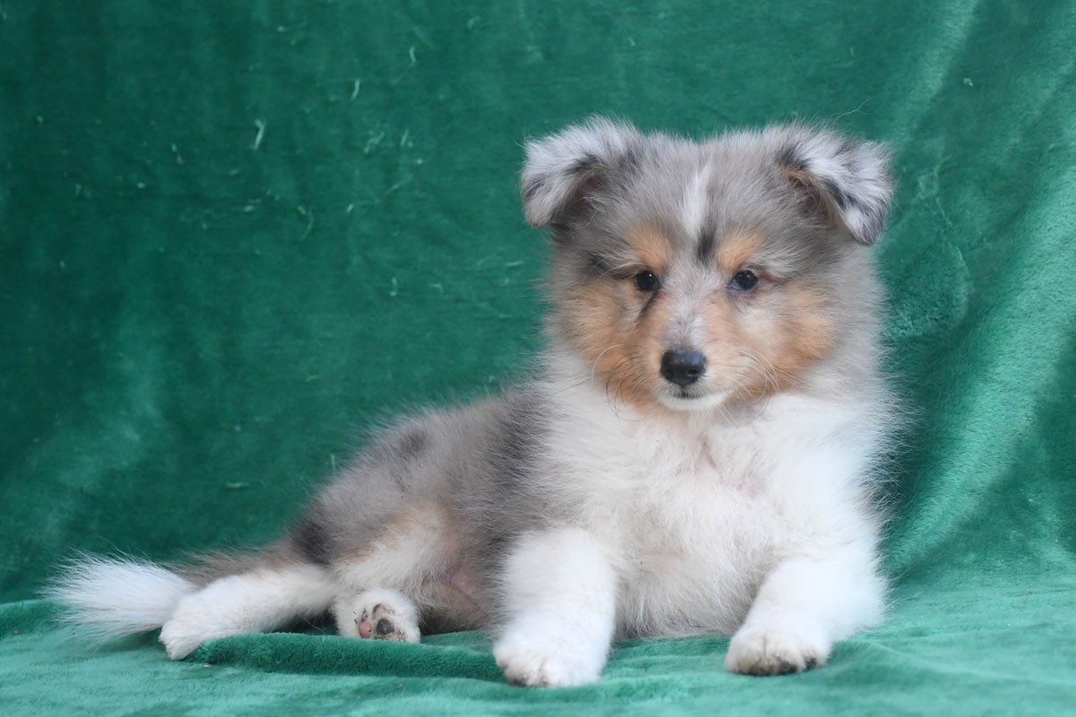 de la source du Montet - Chiots disponibles - Shetland Sheepdog