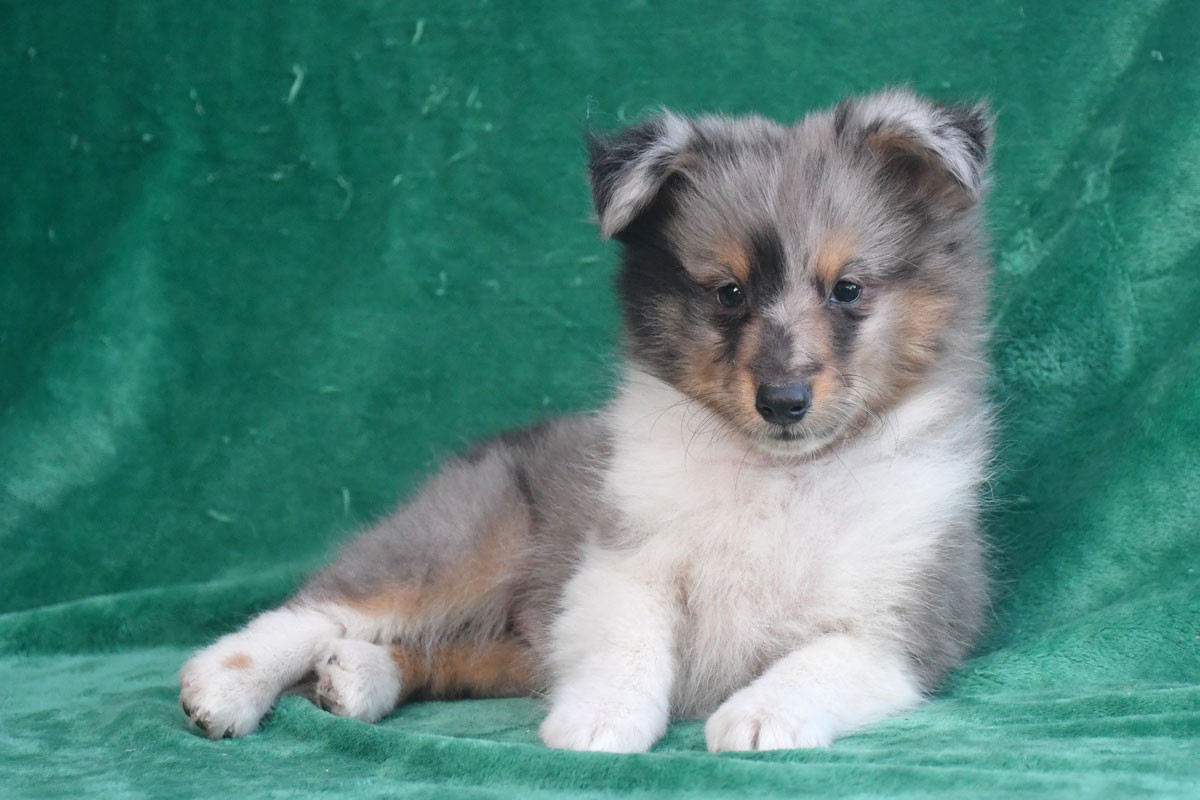 Chiot Shetland Sheepdog de la source du Montet