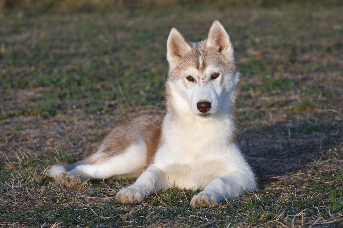 de la source du Montet - Chiots disponibles - Siberian Husky