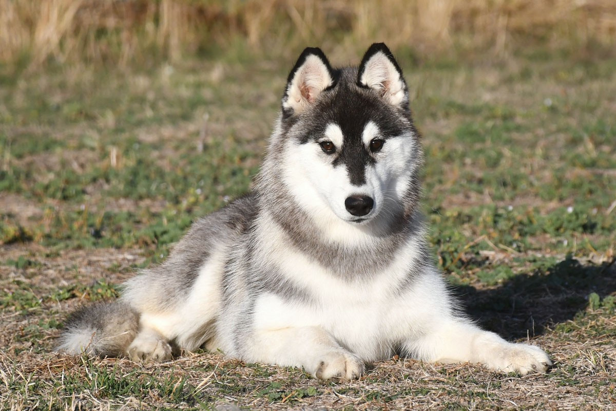 Chiot Siberian Husky de la source du Montet