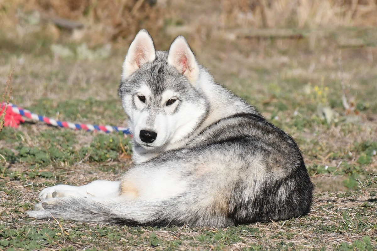 de la source du Montet - Chiots disponibles - Siberian Husky