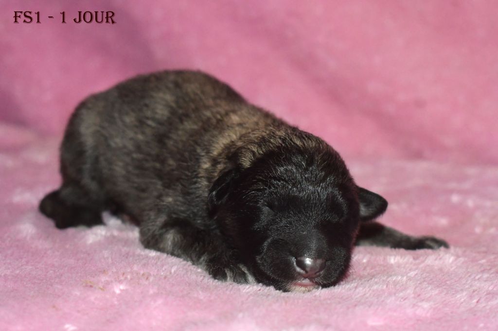 de la source du Montet - Chiots disponibles - Berger Belge