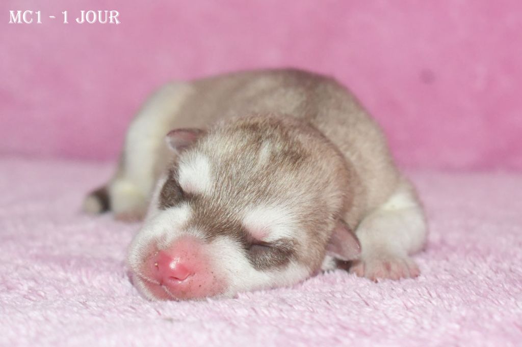 de la source du Montet - Chiots disponibles - Siberian Husky