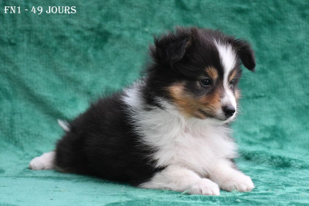 de la source du Montet - Chiots disponibles - Shetland Sheepdog