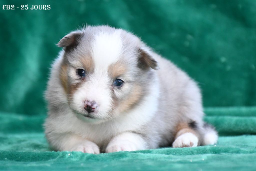de la source du Montet - Chiots disponibles - Shetland Sheepdog