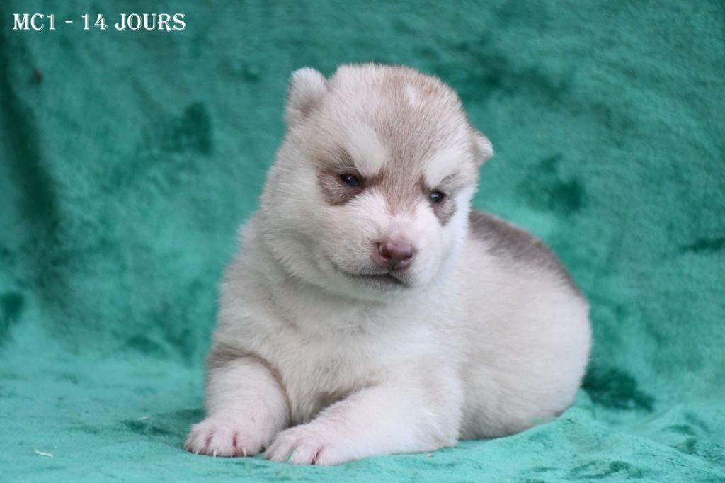 de la source du Montet - Chiots disponibles - Siberian Husky