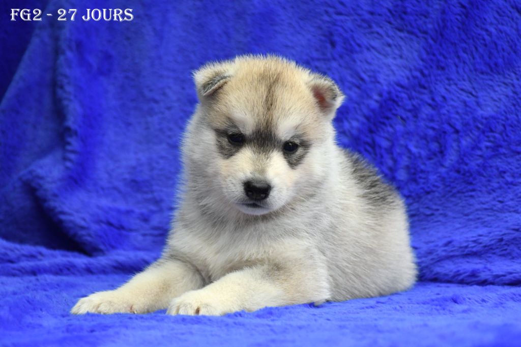de la source du Montet - Chiots disponibles - Siberian Husky