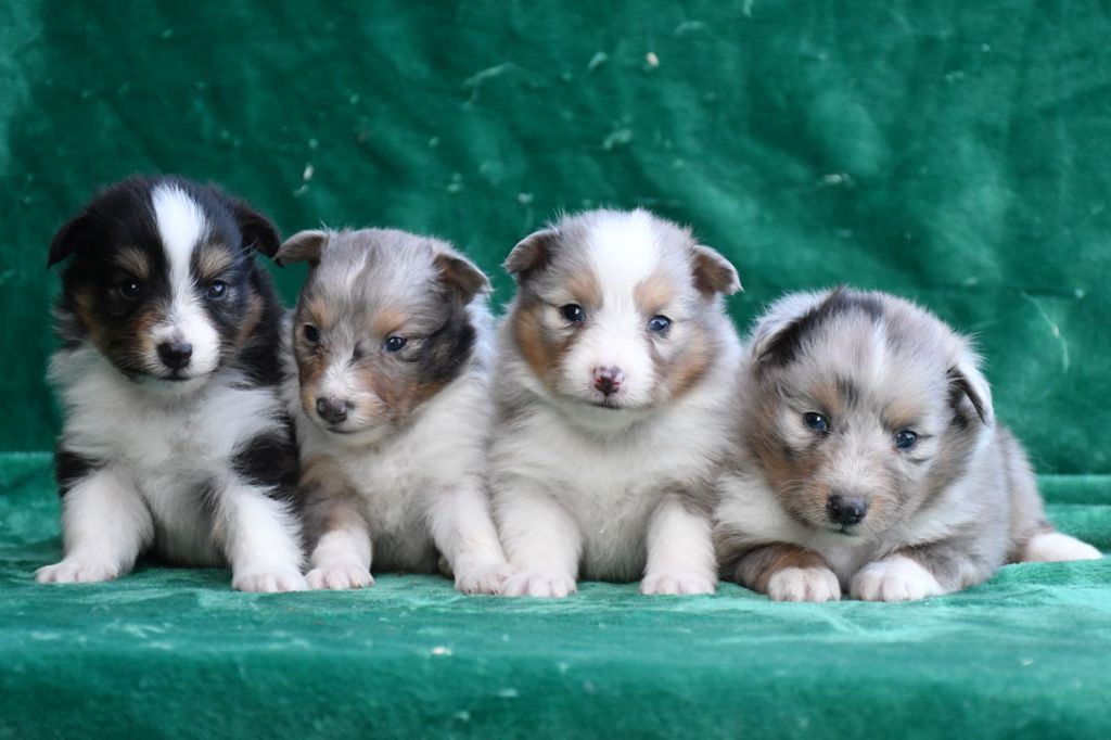 Chiot Shetland Sheepdog de la source du Montet