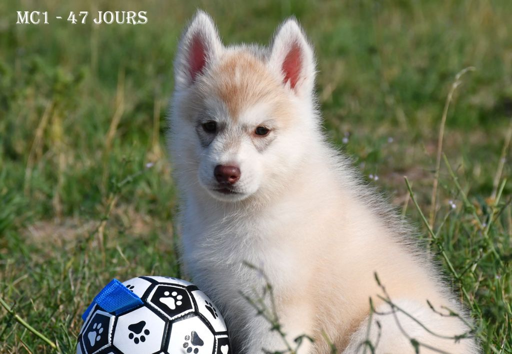 de la source du Montet - Chiots disponibles - Siberian Husky