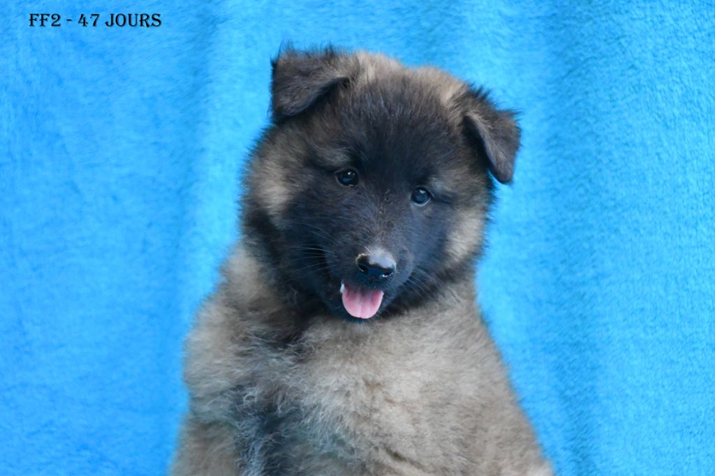 Chiot Berger Belge de la source du Montet