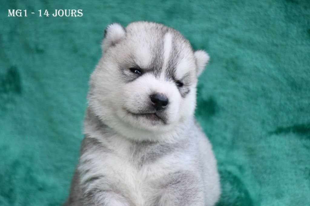 de la source du Montet - Chiots disponibles - Siberian Husky
