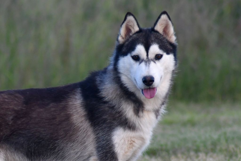 Chiot Siberian Husky de la source du Montet