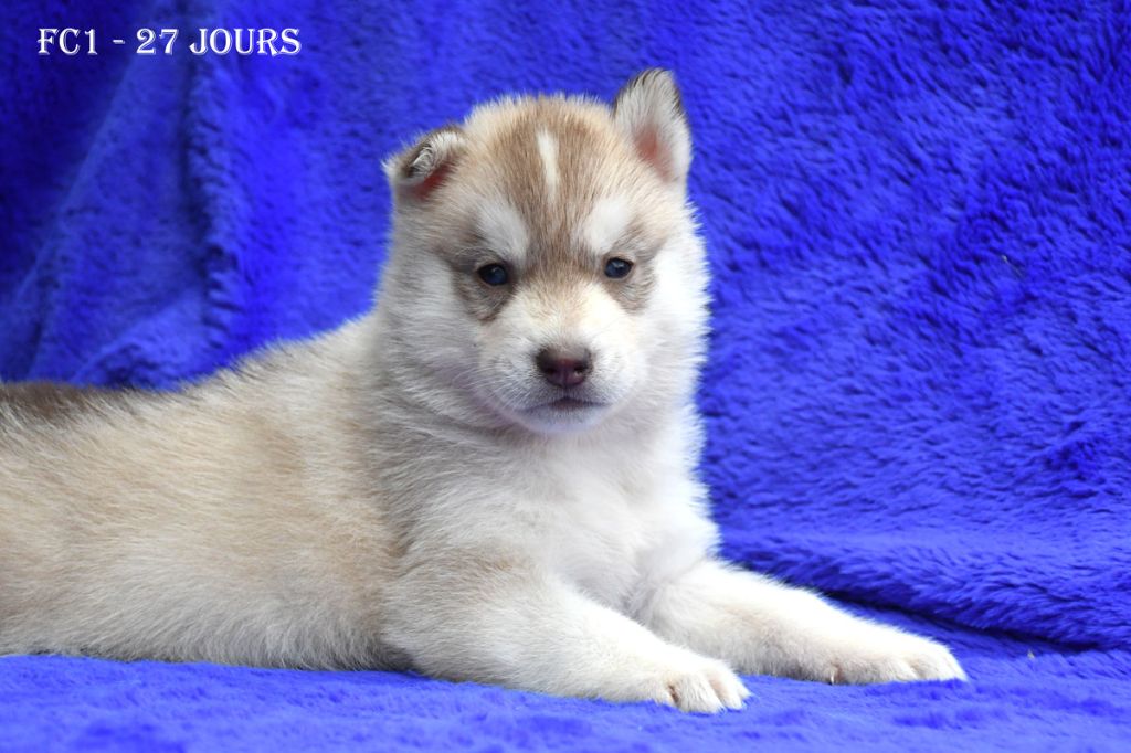 de la source du Montet - Chiots disponibles - Siberian Husky
