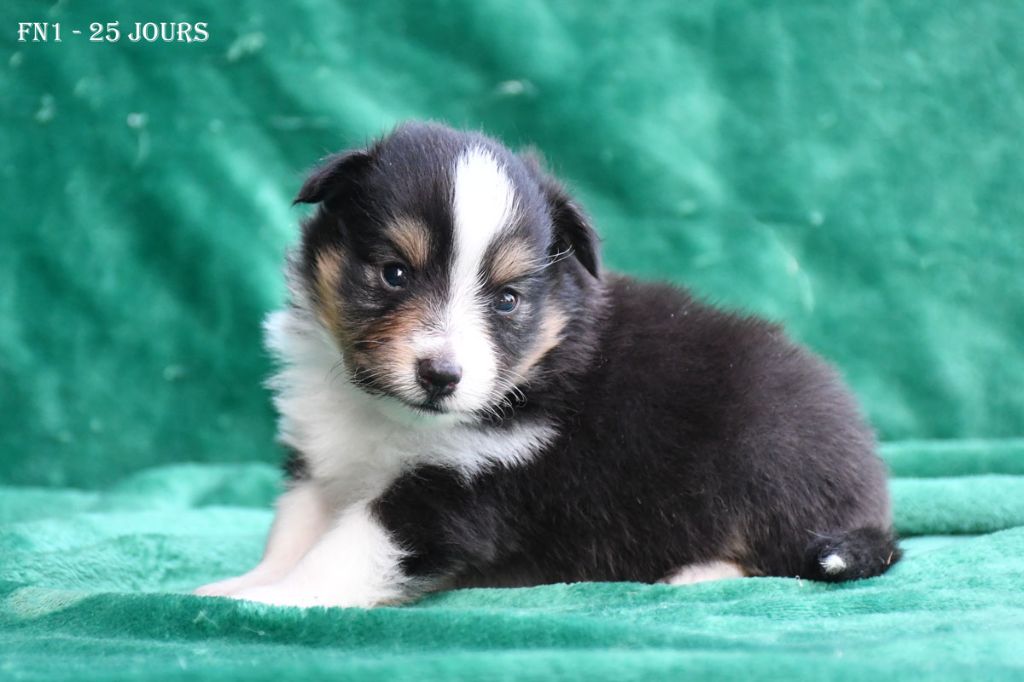 de la source du Montet - Chiots disponibles - Shetland Sheepdog