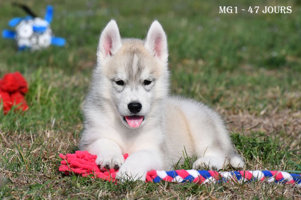 de la source du Montet - Chiots disponibles - Siberian Husky