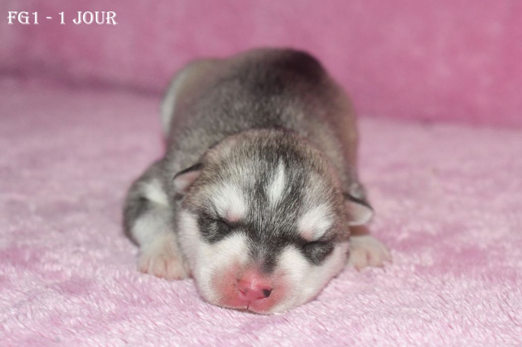 de la source du Montet - Chiots disponibles - Siberian Husky