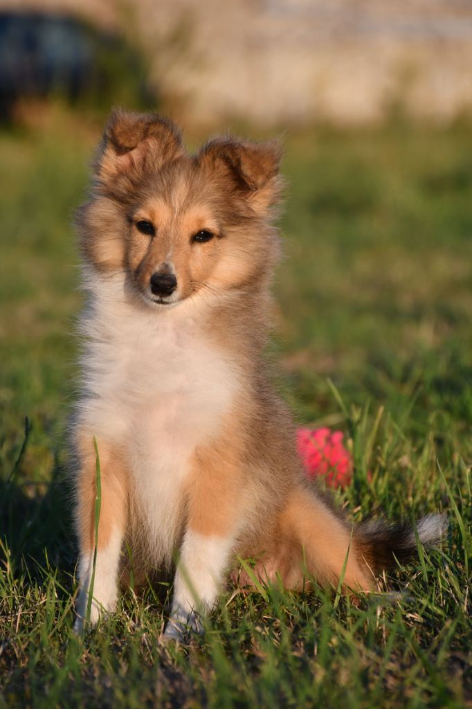 de la source du Montet - Chiots disponibles - Shetland Sheepdog