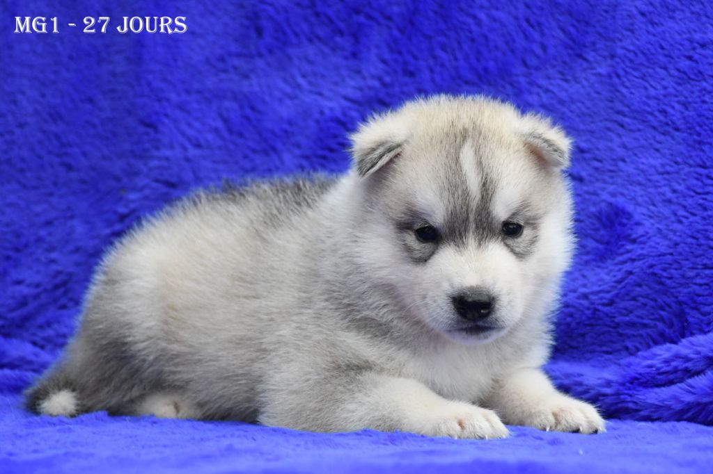 de la source du Montet - Chiots disponibles - Siberian Husky