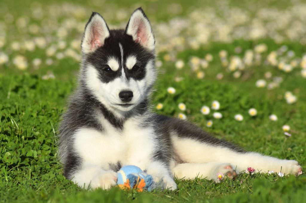 Chiot Siberian Husky de la source du Montet