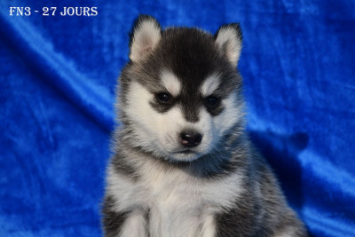 FN3 - Collier Turquoise